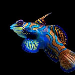 Meet your Posher, WaterWish